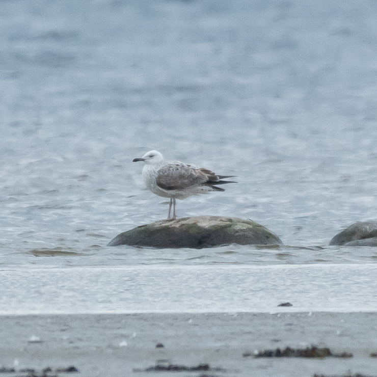 Caspian gull